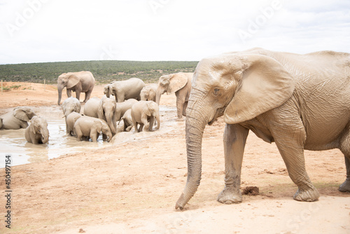 Photography elephants in the wild