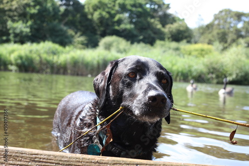 Black Labrador at the end of a pond