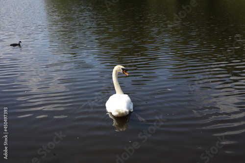 Swan on a pond