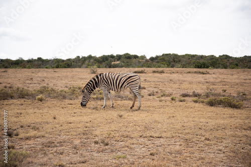 zebras in continent