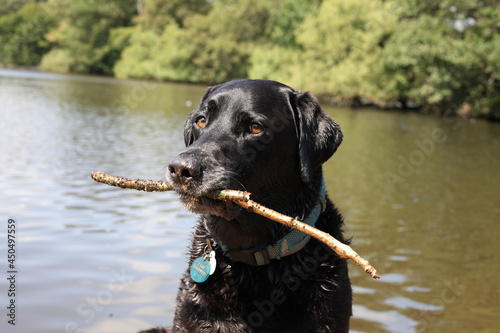 Black Labrador with stick 4