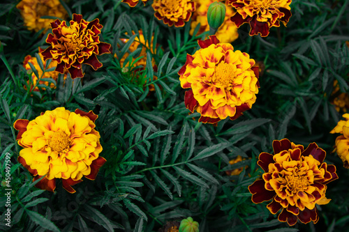Fototapeta Naklejka Na Ścianę i Meble -  orange-yellow flower with green leaves