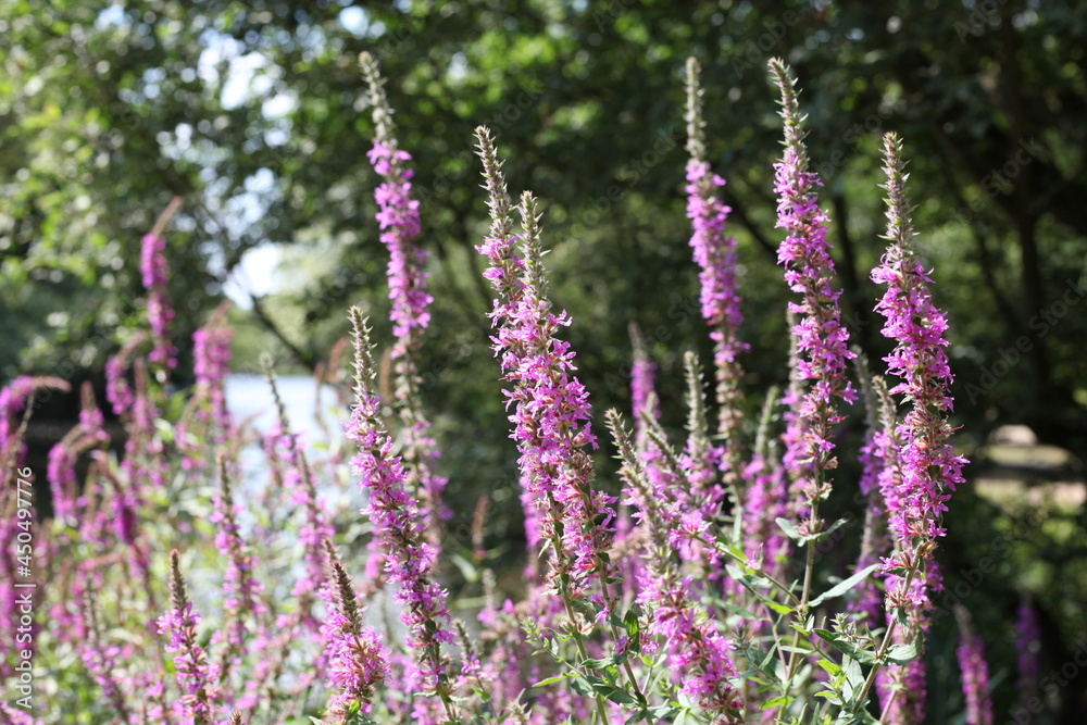 Obraz premium Purple wild flowers in a wood
