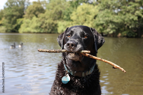 Happy Black Labrador with a stick