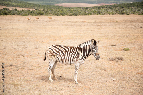 zebra in the savannah