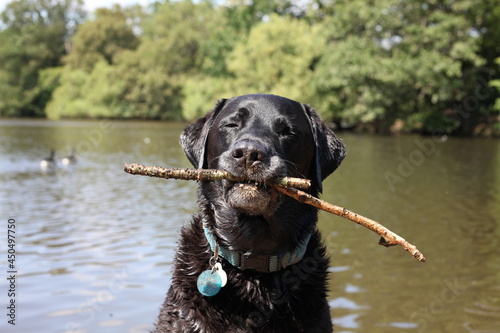 Black Labrador with a stick