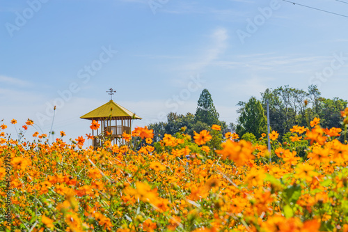 オレンジの花畑にある見晴台