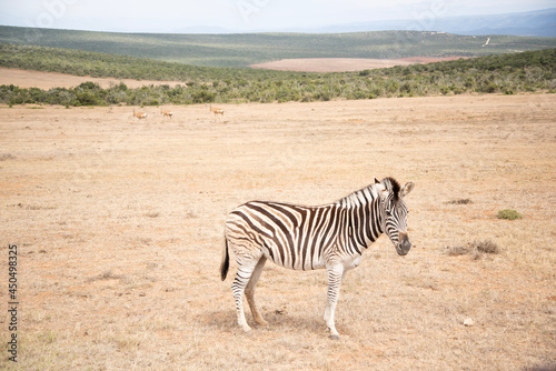 zebra in the savannah © Laurence