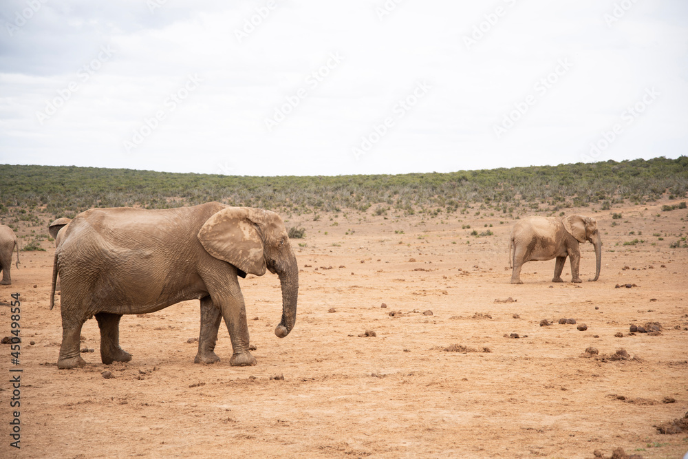 elephants in the wild elephants in the wild