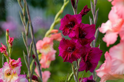 White and purple gladioli are blooming in the garden. Flowers close-up. Bright flowers in summer and autumn. Large flowers and buds on a green background.