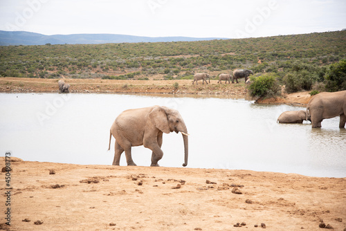 Photography elephants in the river