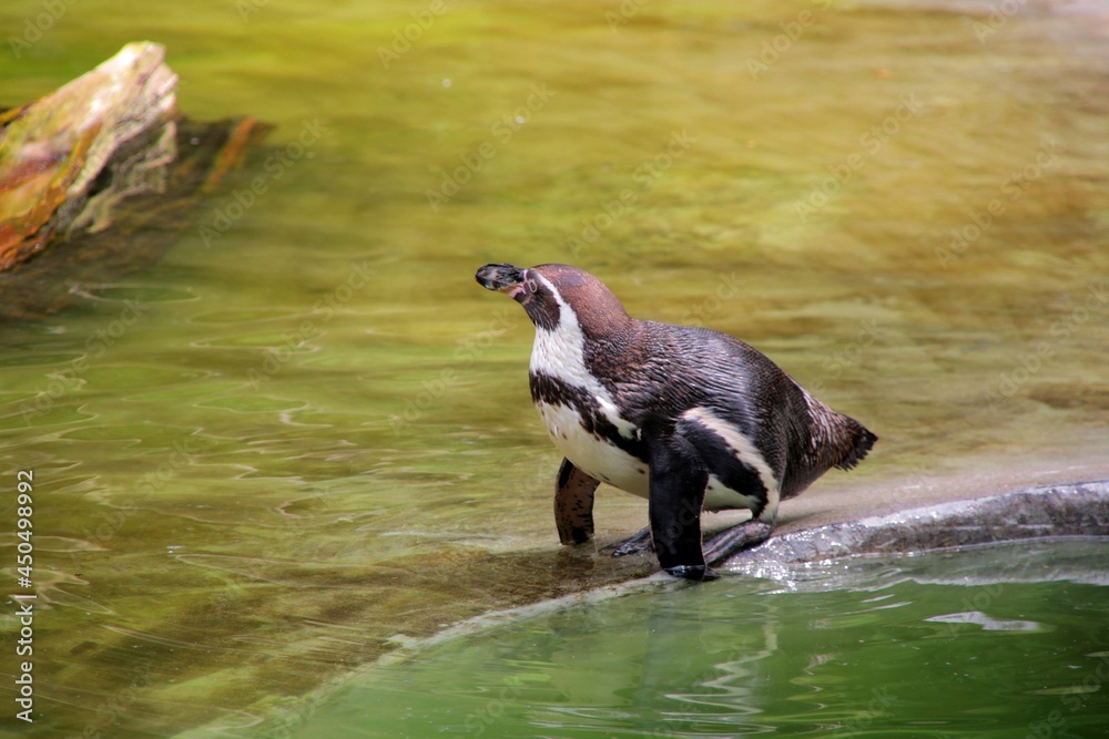 憂い フンボルトペンギン 画像 参照 7 Stock 写真 ベクターおよびビデオ Adobe Stock
