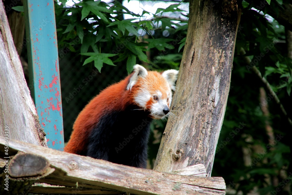 Obraz premium red panda in tree