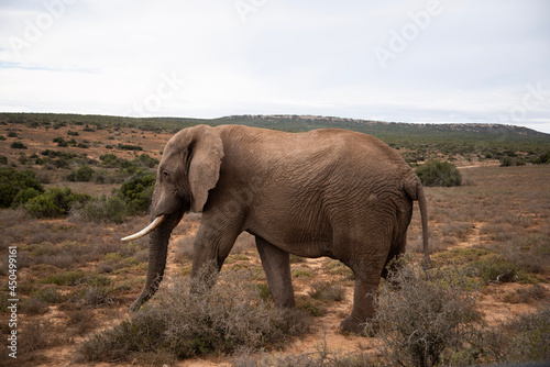 elephant