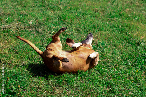 Candid portrait of Daschund dog lying on the green grass in the park.