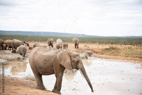 Photography elephants in the river