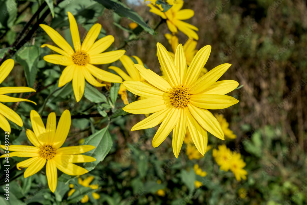 Jerusalem Artichoke (Helianthus tuberosus) in garden, Moscow region, Russia Jerusalem Artichoke (Helianthus tuberosus) in garden, Moscow region, Russia