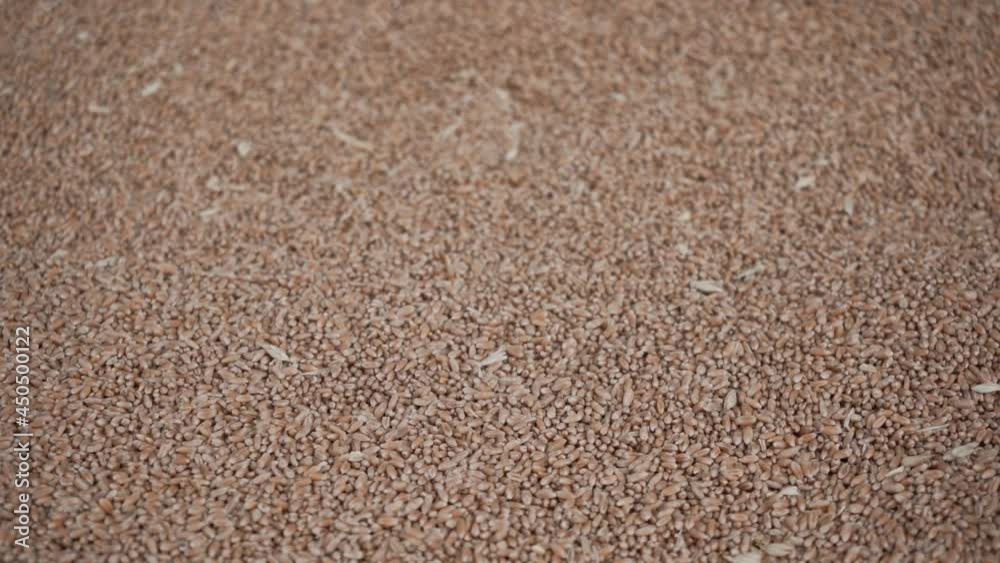 The raw grain lies on the sun. Camera movement The raw grain lies on the sun. Camera movement