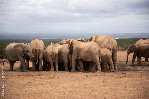 Photography elephants in the savannah