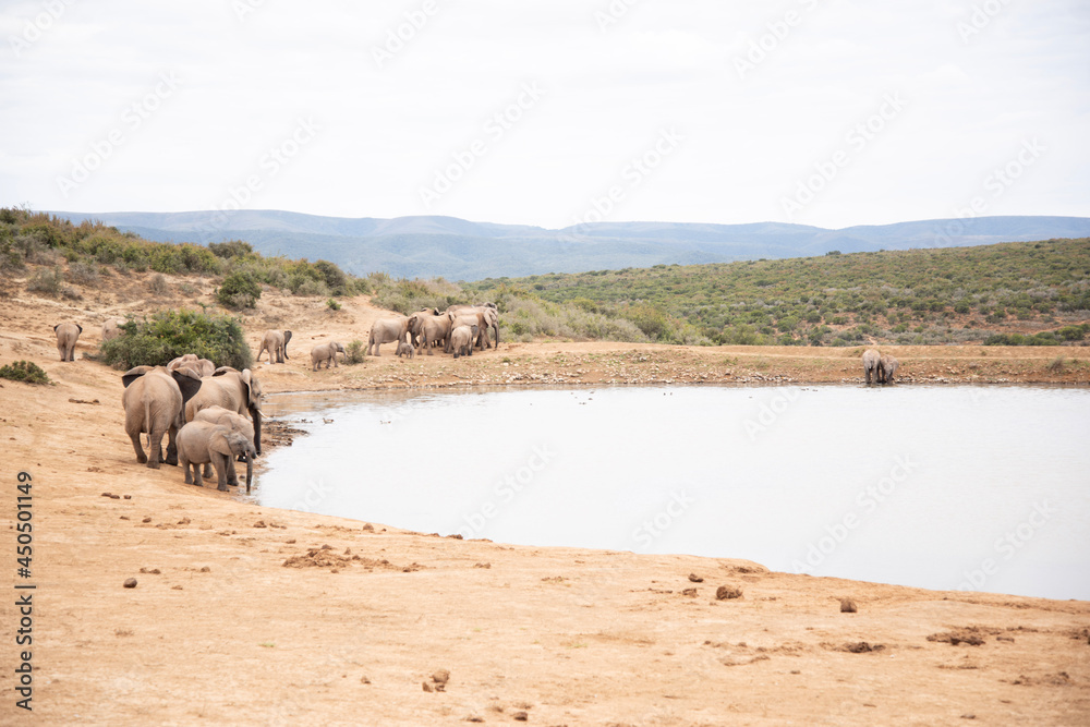 Fotografie herd of elephants