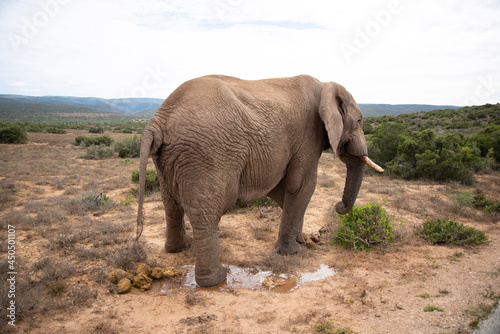 elephant