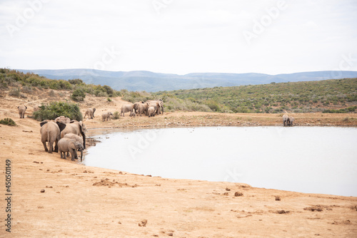 Photography herd of elephants
