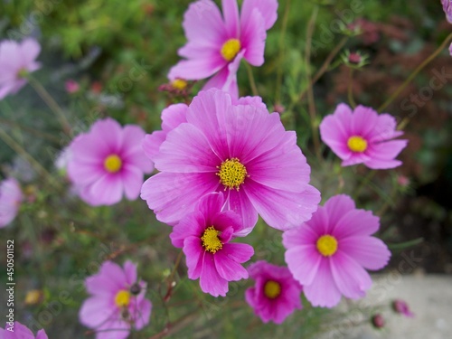 close-up of bright pink cosmos