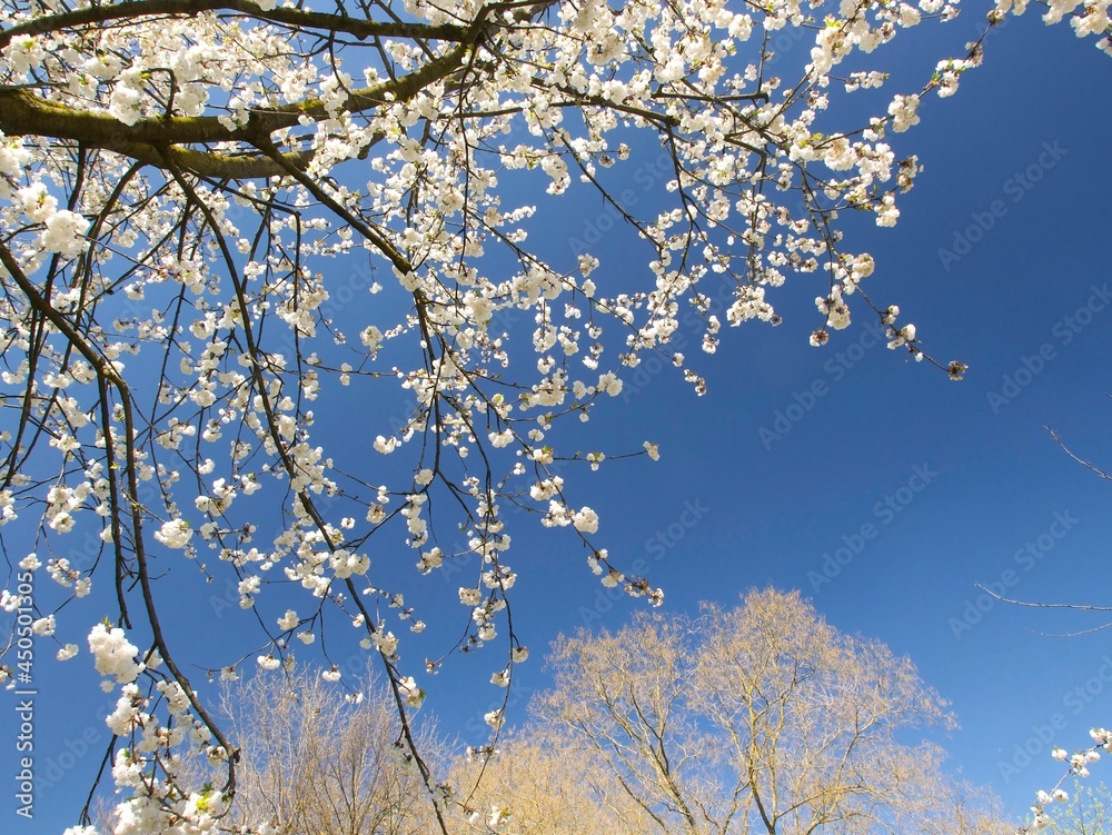 cherry branch with beautiful white flowers on a sunny day in the springtime
