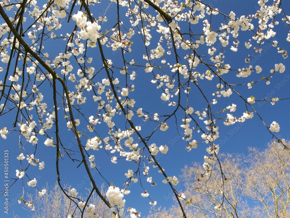 branches of a cherry tree blooming with the white flowers against a cloudless blue sky on a sunny day in spring