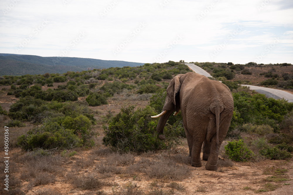 elephant