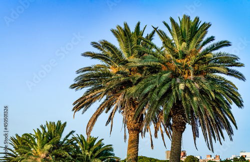 Canary Island Date Palm (Phoenix canariensis) in park, Montevideo, Uruguay
