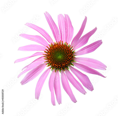 Beautiful blooming echinacea flower isolated on white