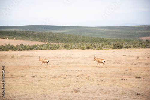 impala in the savannah