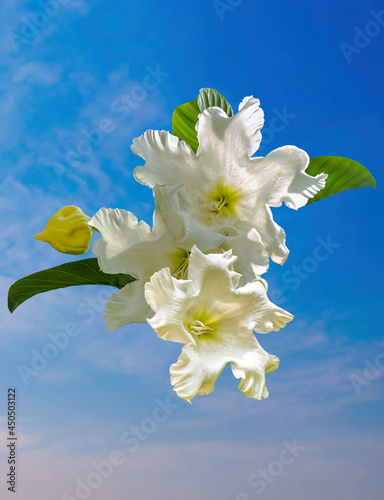 An Easter Lily Vine flower in a blur view of other white petals from behnid and its green leaves under the sun
