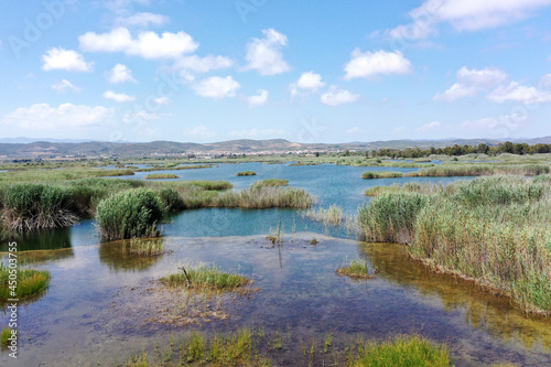 Swampy area with clear shallow water, bushes and weeds in Prat de Cabanes Torreblanca Natural Park photo