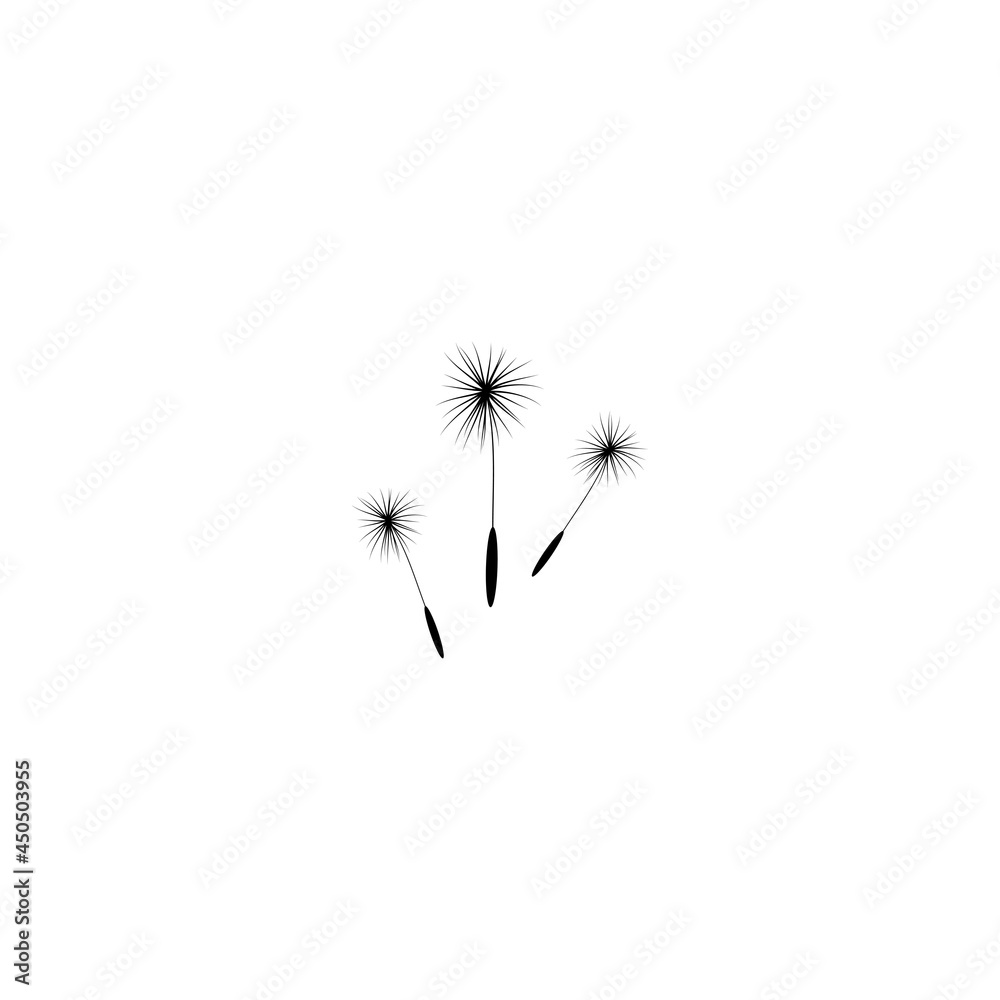 three dandelion flower seeds. Big bloom with big shabby petals. Isolated on white. three dandelion flower seeds. Big bloom with big shabby petals. Isolated on white.