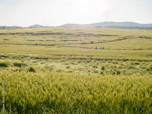 푸른 들판과 청보리밭, field and sky