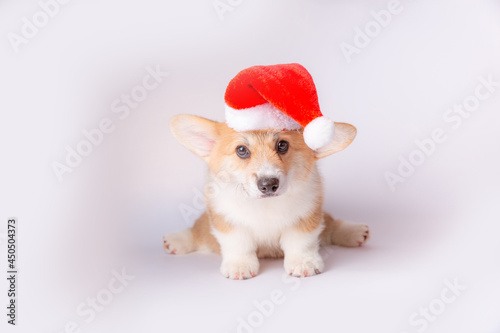 dog puppy corgi with santa hat isoleted on white background