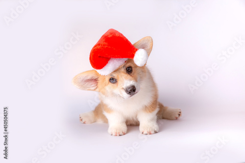 dog puppy corgi with santa hat isoleted on white background © Olesya Pogosskaya