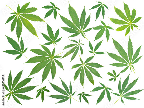 Cannabis leaf composition isolated on white background
