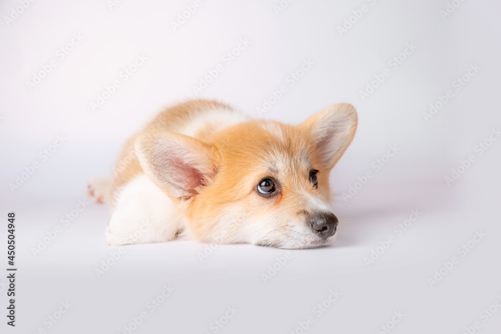 a corgi puppy is isolated on a white background