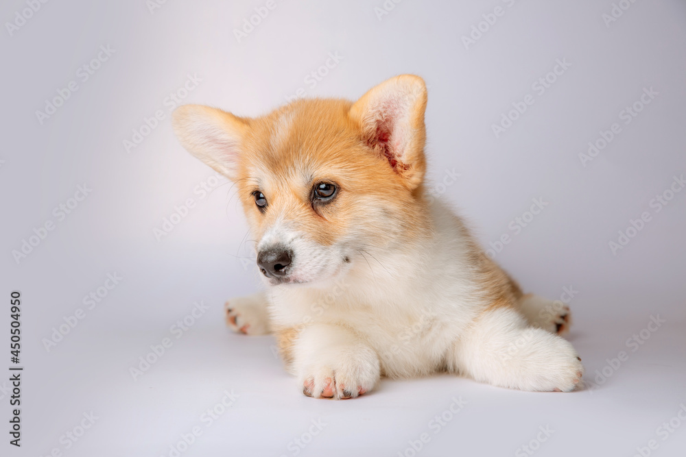 a corgi puppy is isolated on a white background