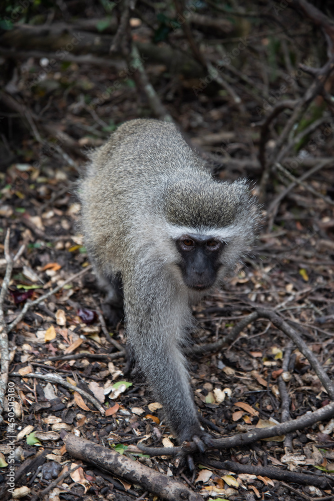 Obraz premium tailed lemur
