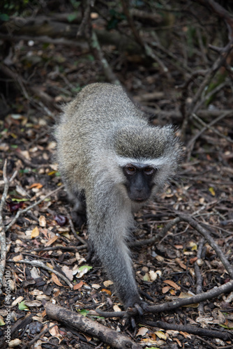 tailed lemur © Laurence
