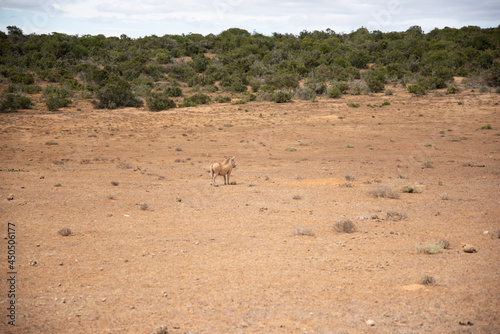 animal in the desert