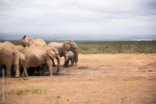 elephants in the savannah