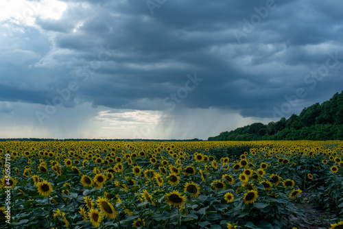 sunflower field before rain