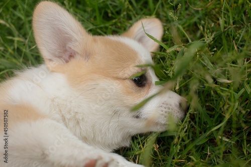 Corgi Puppy