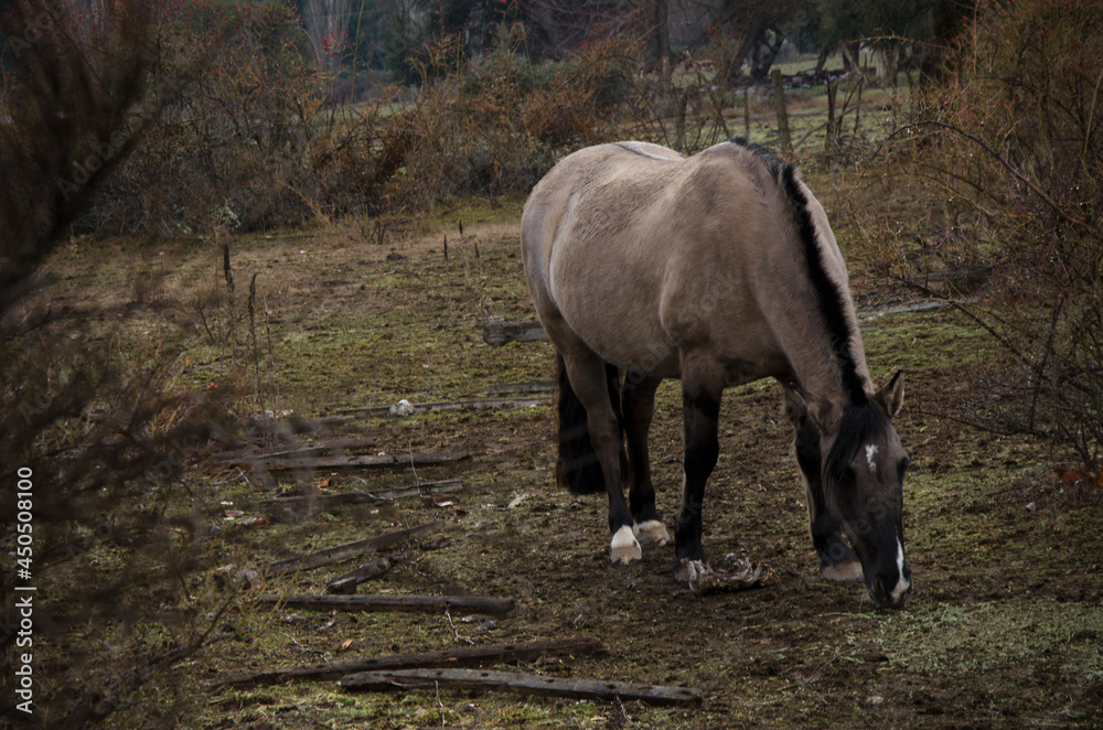 Creole horse, grullo or moro, passing with mountains in the background Creole horse, grullo or moro, passing with mountains in the background