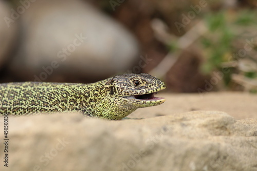 Konstfotografi Neugierige Zauneidechse